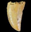 Bargain, Raptor Tooth - Morocco #66334-1